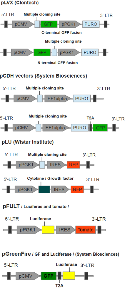 pLVX Clontech
